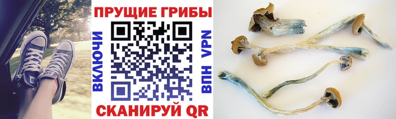 купить закладку  мориарти клад  Галлюциногенные грибы мицелий  Сорочинск 